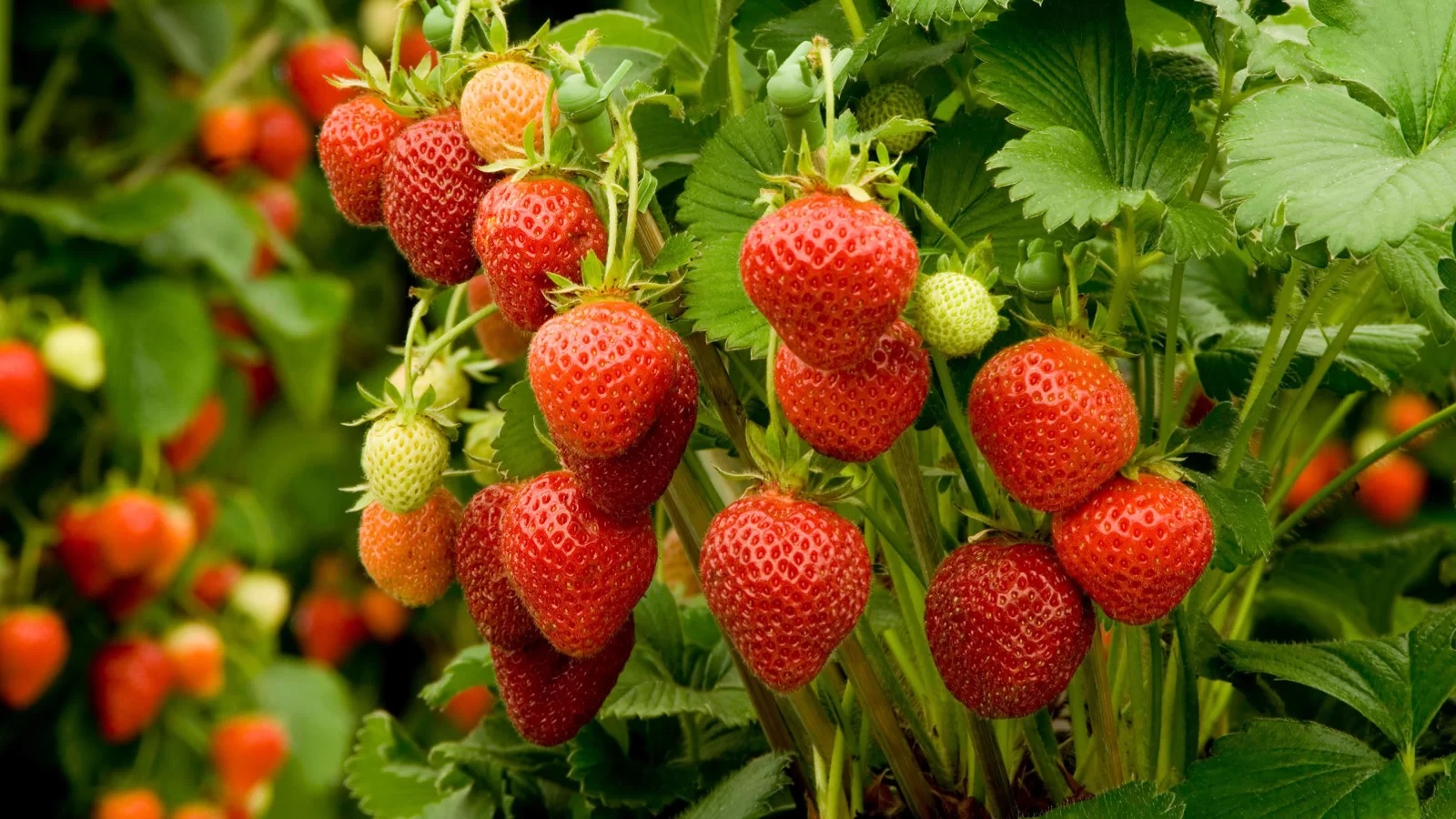 Strawberries - Nature's Sweet and Healthy Treasures