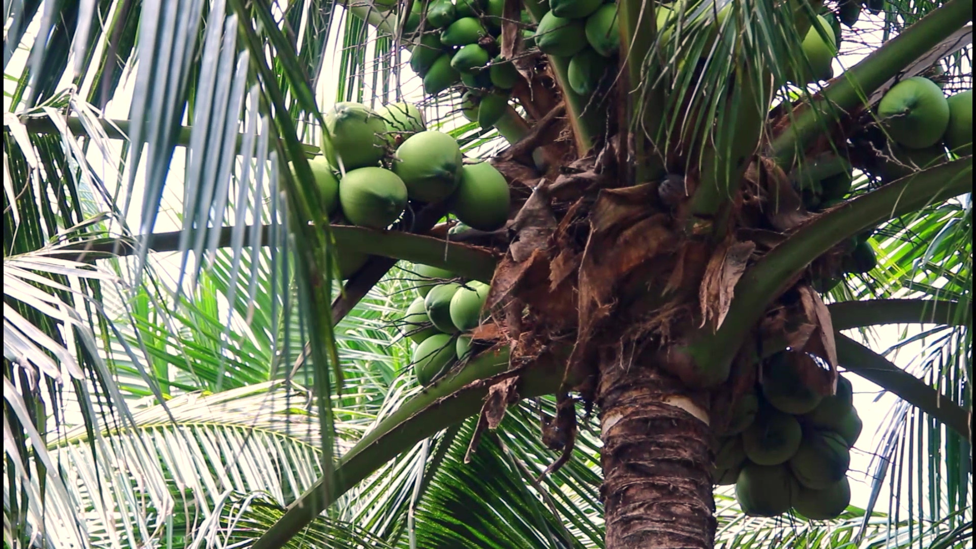 rita cooperative coconut area located in ben tre 2