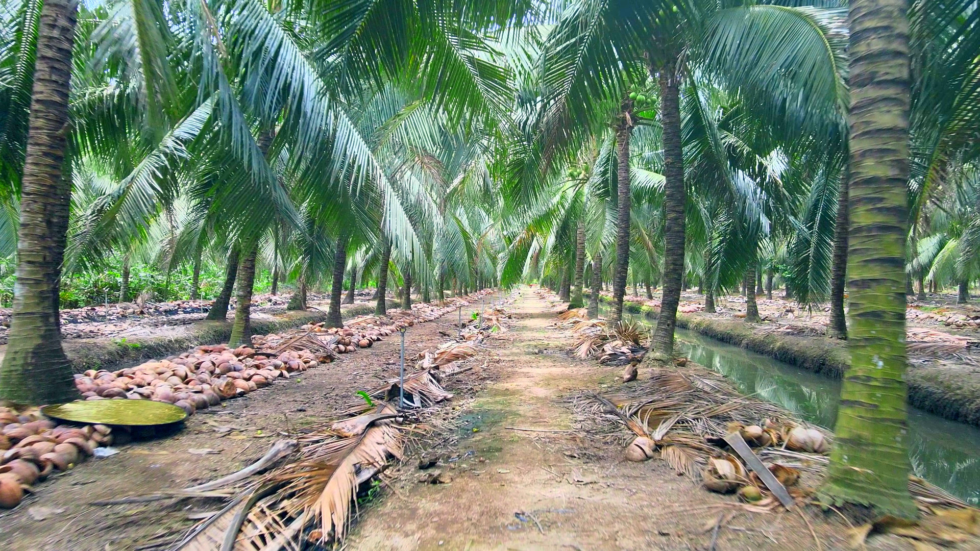 rita cooperative coconut area located in ben tre